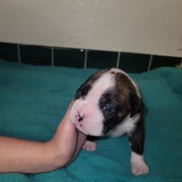 Boxer Puppies from BUTTERFLYS BOXERS