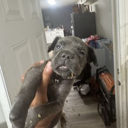 Teal collar - Gray female Cane Corso puppy in Laplace, Louisiana from BFM Cane Corso’s