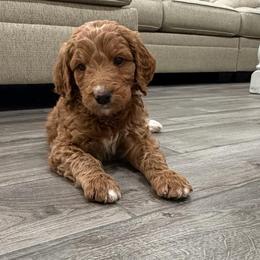 Red - Red  male Goldendoodle puppy in Bakersfield, California from Lavish Doodles