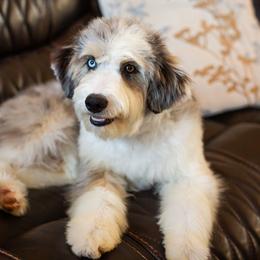 Williams - Blue merle male Aussiedoodle puppy in Tonopah, Arizona from Kae's Kennels