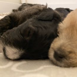Schnoodle Puppies from Noodle Tings Puppies