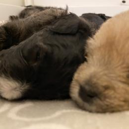 Schnoodle Puppies from Noodle Tings Puppies
