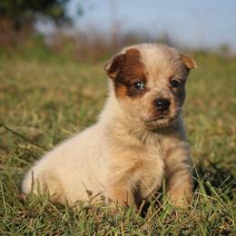 Harlow - Red speckled female Australian Cattle Dog puppy in Waxahachie, Texas from MC Heelers