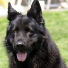 German Shepherds from Crooked River German Shepherds