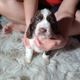 English Springer Spaniel Puppies from Savannah River Springers