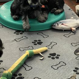 Miniature Schnauzer Puppies from Aurora Miniature Schnauzers
