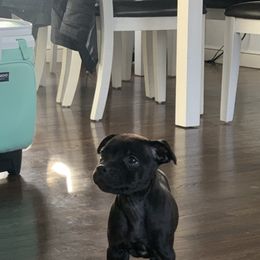 Staffordshire Bull Terrier Puppies from GrimLock Staffords