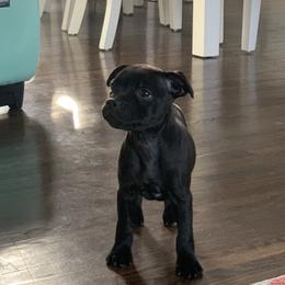 Staffordshire Bull Terrier Puppies from GrimLock Staffords