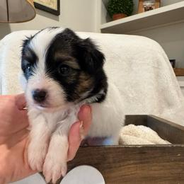 Charlotte - White black and tan female Papillon puppy in West End, North Carolina from Papillons in the Pines