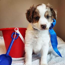 Boy 1 - Merle male Cavapoo puppy in Junction, Utah from City Creek Cavapoos
