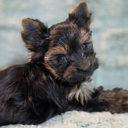Lulu - Black and tan female Yorkshire Terrier puppy in St. Cloud, Florida from K and E Small Breed Puppies