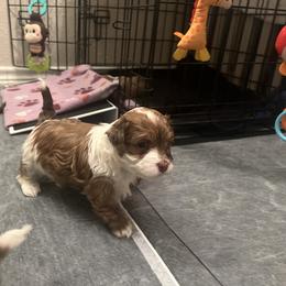 Red and White Male - Red male Havanese puppy in Monahans, Texas from Homeward Havanese, LLC