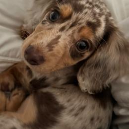 Dachshund Puppies from Dollhouse Doxies