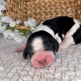 Lisa - Black and white female English Springer Spaniel puppy in Swainsboro, Georgia from Sweet Georgia Springers