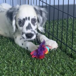 Dill - LUA - long coat - White and black male Dalmatian puppy in Sedalia, Missouri from Missouri Dalmatians
