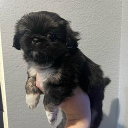 Tweety - Black and tan female Pekingese puppy in Enterprise, Nevada from Pekingese Puppy Vegas