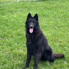 Chiminee - Belgian Sheepdog
