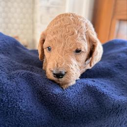 Steve Harrington - Apricot male Goldendoodle puppy in Mount Pleasant, Utah from Betty's Goldendoodles