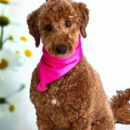 Jill - Goldendoodle