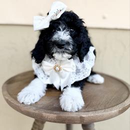 Nova - Black female Goldendoodle puppy in Miami, Florida from Jade’s Paws & Co. Of Miami LLC