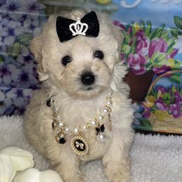 Girl 2 - Apricot female Poodle puppy in Savannah, Georgia from Hollywood Furbabies LLC