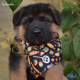 Blue - Black and red male German Shepherd puppy in Orlando, Florida from AceHaven Canines