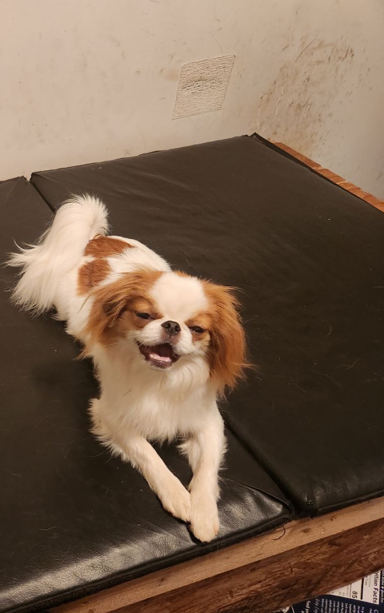 Chunky - Japanese Chin