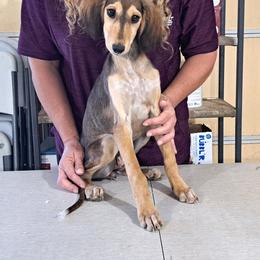 Female 1 - Red female Saluki puppy in Steamboat Rock, Iowa from River Valley Canines