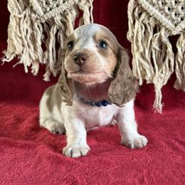 Denim - Chocolate and cream male Dachshund puppy in Lincoln, Arkansas from Red Dirt Dachshunds