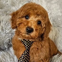 Biscuit - Red  male Goldendoodle puppy in Syracuse, Utah from Just Doodling Dogs
