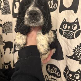 Denali - Black and white male English Springer Spaniel puppy in Huntingdon, Pennsylvania from Indian Creek Springers and Doxies