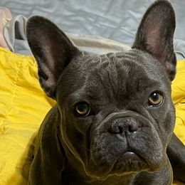 Lucy - French Bulldog