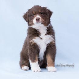 Aussiedoodle and Australian Shepherd Puppies from SS Australian Shepherds