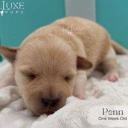 Penn - Gold male Shorkie puppy in Scottsdale, Arizona from Lil Luxe Pups