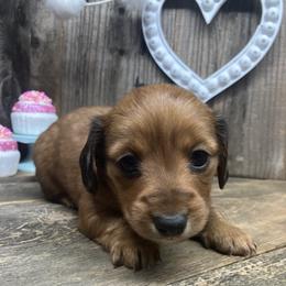 Kathy - Sable female Dachshund puppy in Redding, California from CountrySide Wieners