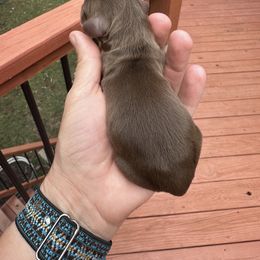 Moses - Chocolate male Dachshund puppy in Cleveland, Georgia from Memaw’s Minis Babies Doxies