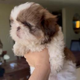 Chloe - Brindle and white female Shih Tzu puppy in Azusa, California from RJ Shih Tzu lover