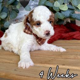 Frankie - Parti male Goldendoodle puppy in Runaway Bay, Texas from Green Ranch Doodles