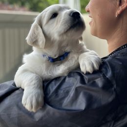 Golden Retriever Puppies from Bramble Berry Goldens