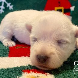 Clara (Pink) - White female West Highland White Terrier puppy in Jefferson, North Carolina from McGuire’s High Country Terriers