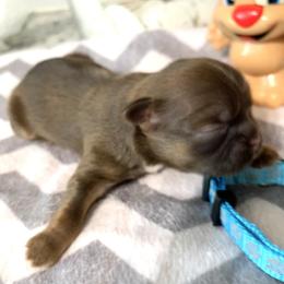 Shih Tzu Puppies from Mosley Kennel Shih Tzu