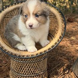 Bluie red fluffy - Blue female Pembroke Welsh Corgi puppy in Nashville, Arkansas from Whisenhunt Farms