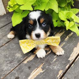 Boy 4 - Tri-color male Cavapoo puppy in Junction, Utah from City Creek Cavapoos