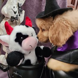 Janice - Golden female Golden Retriever puppy in Windsor, Colorado from HiCountry Goldens