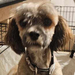 Salt - Lhasa Apso