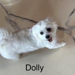 Dolly - Maltese