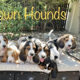 Basset Hounds from Farm Town Hounds