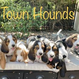Basset Hounds from Farm Town Hounds