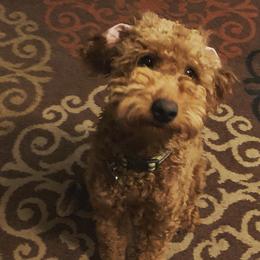 Kirby - Goldendoodle