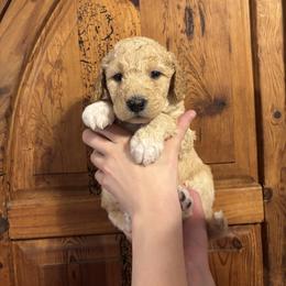 Darling - Gold female Bordoodle puppy in Indianapolis, Indiana from Indiana Bordoodles